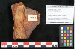 Foto (Objekt + Etikett) von Alnus maccoyi Ettingshausen (NHMW-GEO-2024-0188-10361)